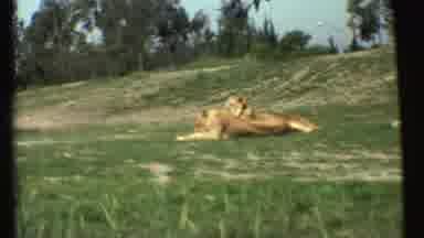Grand Canyon Arizona (1972): Lions Relaxing In A Safari Park