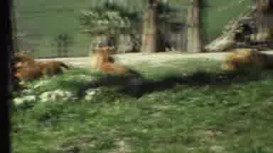 Grand Canyon Arizona (1972): In The Forest The Lion And The Tiger Are There Is The
