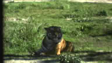 Grand Canyon Arizona (1972): Tigers Filmed Laying In The Shade To Protect