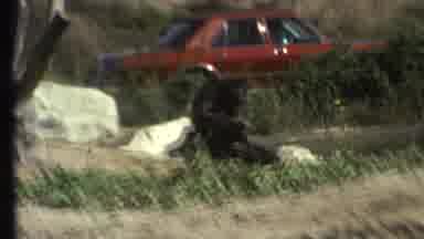 Grand Canyon Arizona (1972): Two Cheetahs And Chimpanzee At Animal Park On Sunny