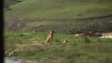 Grand Canyon Arizona (1972): A Cheetah Relaxing While On Watch Enjoying The