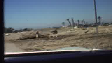 Grand Canyon Arizona (1972): Sitting In The Car And Watching The Horses Eat The