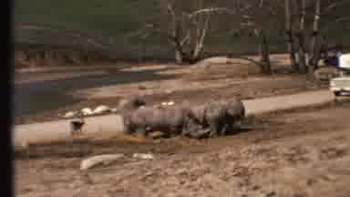 Grand Canyon Arizona (1972): Animals In Zoo Are Feeding On Grass And Vehicles Are