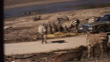 Grand Canyon Arizona (1972): Zebras And Rhinos Roaming Freely Around Station Wagon