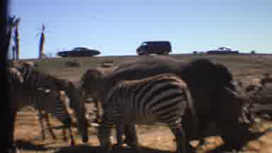 Grand Canyon Arizona-1972: Zebras Grazing Near Rhinoceros with Classic Cars in Background