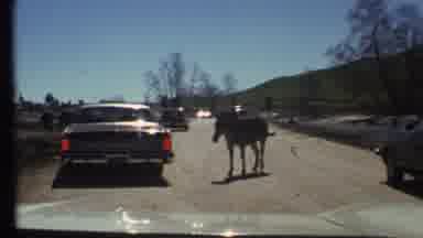 Grand Canyon Arizona (1972): Animal Outing From The Forest And Crossing The Midway