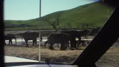 Grand Canyon Arizona (1972): People In Cars Observing A Herd Of Elephants Either