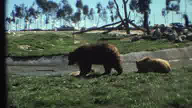 Grand Canyon Arizona (1972): Two Brown Bears Stand Next To Stream On A Bright