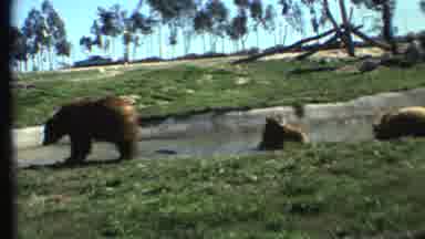 Grand Canyon Arizona (1972): Two Bears Wrestle In The Water As The Other Bear Naps