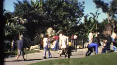 Grand Canyon Arizona (1972): People In Holiday Sunny Palms And Trees People Are