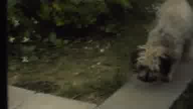 Grand Canyon Arizona (1972): Tan Dog Walks Down Sidewalk Looks At Black And White