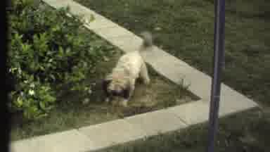 Grand Canyon Arizona (1972): Dogs Play Outside The Home Area Closely Monitored By