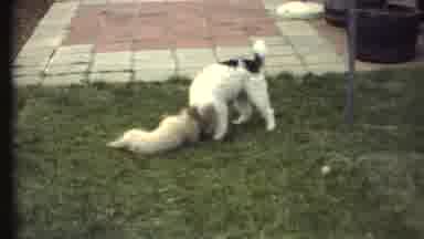 Grand Canyon Arizona (1972): Dogs Fighting Outdoors On The Green Grass In The
