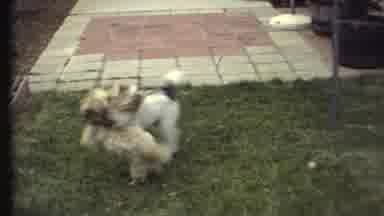 GRAND CANYON ARIZONA-1972: Two Dogs Playfully Wrestling in Backyard
