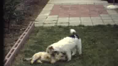 Grand Canyon Arizona (1972): Two Small Dogs Playing With Each Other Outside On The