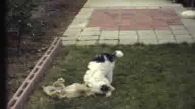 Grand Canyon Arizona (1972): Two Dogs Play Wrestling In The Yard Of A House