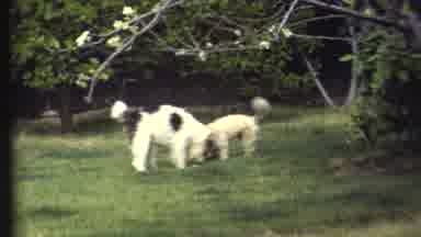 Grand Canyon Arizona (1972): Two Dogs Dig In A Lawn Before One Runs Into Bushes
