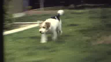 Grand Canyon Arizona (1972): The Little Dog Is Playing Very Happily In The Garden