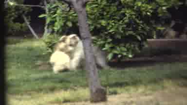Grand Canyon Arizona (1972): Two Shaggy Dogs Wrestle In The Grass Of A Yard