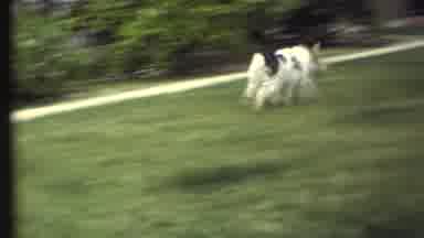 Grand Canyon Arizona (1972): Big Dog And Small Dog Chasing Each Other And Playing