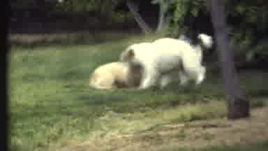 Grand Canyon Arizona (1972): The Dogs Love To Be Out And Play Together In The