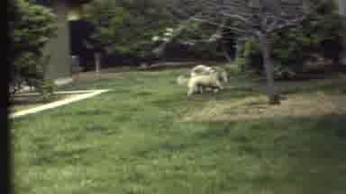 Grand Canyon Arizona (1972): Two Dogs Are Running Around In The Yard Play Fighting