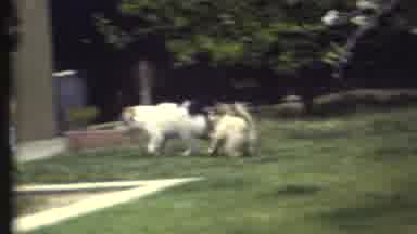 Grand Canyon Arizona (1972): Two Dogs Follow Man Wearing Blue Shorts On A Sunny