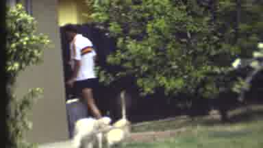Grand Canyon Arizona (1972): Man Leaving Dogs Playing Outside And Then A Dog Being
