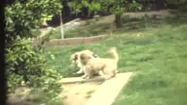 Grand Canyon Arizona (1972): Two Small Funny Dogs Playing In Water Being Sprayed