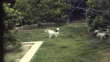 Grand Canyon Arizona (1972): Two Small Dogs In Yard While Man Tries To Squirt