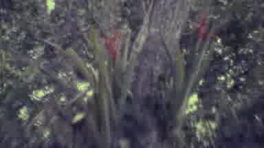 Yucatan Mexico (1973): It Is Time To Check The Flowers That Are Sitting In The
