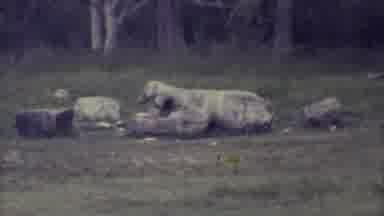 Yucatan Mexico (1973): Old Tomb Discovered For The First Time In Hundreds Of Years