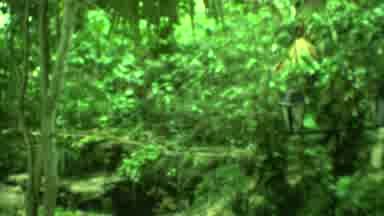 Yucatan Mexico (1973): Tourist Travel Through The Forest To Reach A Forbidden
