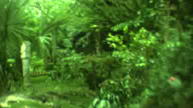 Yucatan Mexico (1973): Tropical Garden Where You Can Grow Mangos And Other