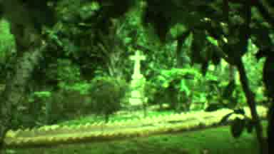 Yucatan Mexico (1973): Unique Flowers And Plants In Forest