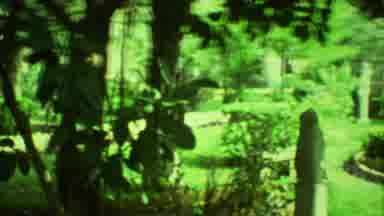 Yucatan Mexico (1973): A Very Beautiful Garden With A Lot Of Green Plants