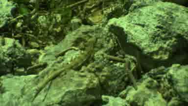 Yucatan Mexico (1973): A Video Outside Of Rocks On Top On One Another
