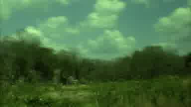 Yucatan Mexico (1973): The Land Was So Wet So Many Grass Trees Are There