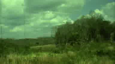Yucatan Mexico (1973): Mud Hut And Cattle On A Sunny Day