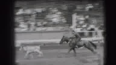 Denver Colorado USA (1941): Man Mounted On Horse Trying To Catch A Small Ox In A