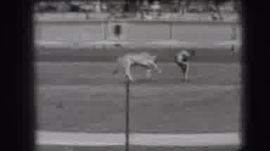 Denver Colorado USA (1941): Man Tying A Calf Or Cow At A Show