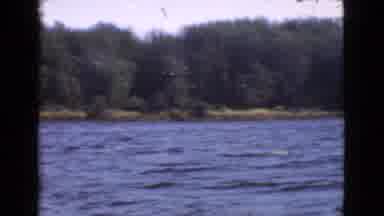 Quebec Canada (1946): Old Video Of Birds At A Lake