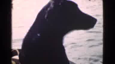 Quebec Canada (1946): Dog Looking At Water While Riding In A Boat