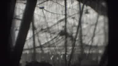 Ringling Brothers Sarasota Florida (1948): Large Public Accompanies Circus