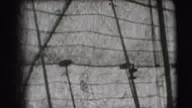 Ringling Brothers Sarasota Florida (1948): Trapeze Artist From 1920 Practice