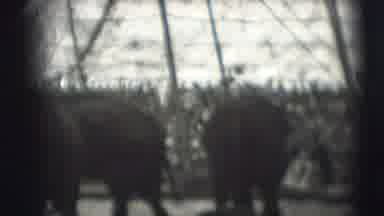 Ringling Brothers Sarasota Florida (1948): Training With The Elephants Before