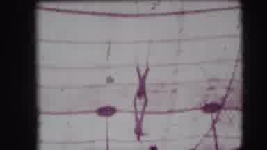 Ringling Brothers Sarasota Florida (1948): Trapeze Artists Swinging High Inside A
