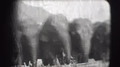 Ringling Brothers Sarasota Florida (1948): Group Of Elephants Drink Water And Cool