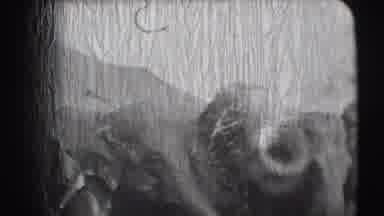 Ringling Brothers Sarasota Florida (1948): All Elephant Are Drinking The Water