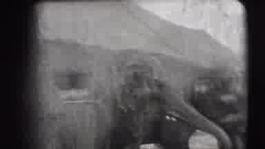 Ringling Brothers Sarasota Florida (1948): Elephant Going Wild
